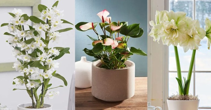 Low plants white house large houseplants easy care maintenance houseplant blooms lilies beautiful light