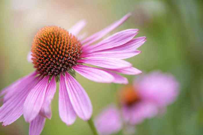 Flowers to plant that bloom all summer