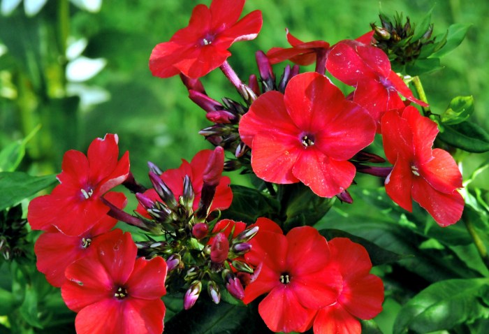 Flowers to plant that bloom all summer