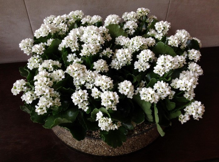 Indoor house plant white flowers