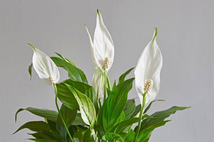 Indoor house plant white flowers